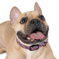 Dog Collar - Disc Golf Basket Dog Painting Pattern Pink