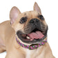 Dog Collar - Disc Golf Basket Dog Painting Pattern Pink